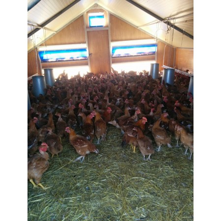 poulet issu d'élevage naturel éthique