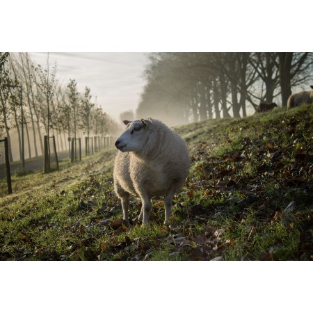 Panier d'agneau Naturel Ethique