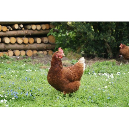 poulet issu d'élevage naturel éthique