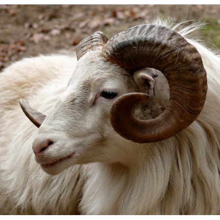 don Baptême (AQIQA)