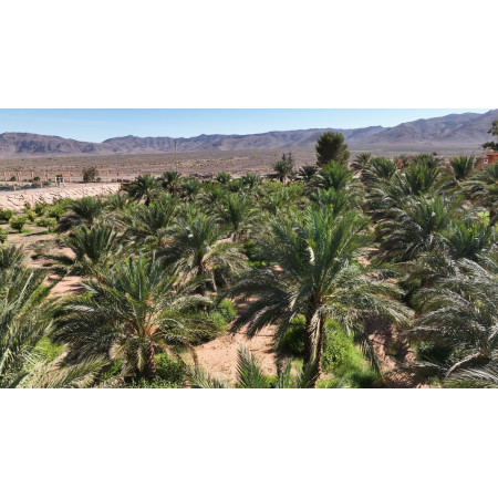 Datte Majhoul de Figuig 1 kg – Coopérative Maroc